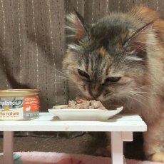 画像5: 最短賞味2025.10・アルモネイチャー 猫 ホリスティックキャット85 メンテナンス85g缶 舌平目 alc123ウェット総合栄養食キャットフード正規品 (5)