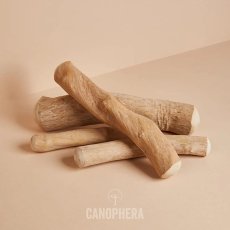 画像2: NEW CANOPHERA キャノフィラ デンタル チュースティック １本入 サイズ XS 正規品 ca51106コーヒーの木 (2)